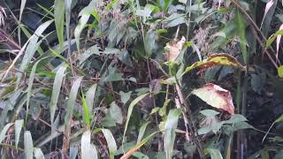 Rufous headed Parrotbill