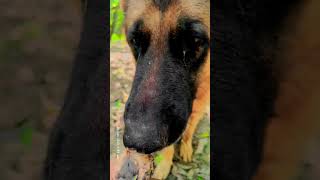 German shepherd sniff sparrow baby......#viral #trending #music #viralvideo