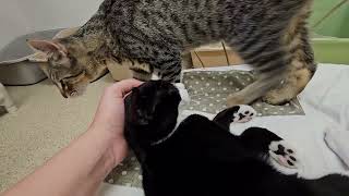 Shelter Kitten Hazel Narrowly Escapes Being DEVOURED by Claudio! [REAL]