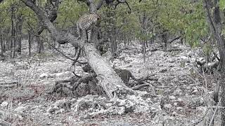 2 youngs leopards with mom in Etosha National Park. 2 cuccioli di leopardo con la mamma all'Etosha