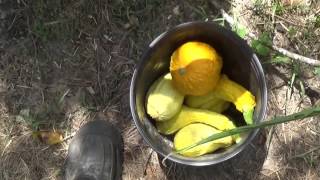 Crookneck squash harvest