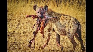 National Geographic Documentary - African Wild Dog - Wildlife Animal Documentary