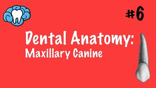 Dental Anatomy | Maxillary Canine | INBDE