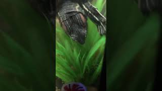 Red Eared Slider