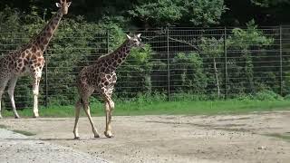 Junggiraffe, schreckhaft im Tierpark Berlin