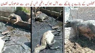 Fire crackers ignited on the animal enclosure causing indiscriminate damage | Zaidi tv