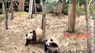 Why pandas are endangered