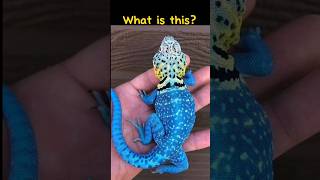 What is this?#shortsfeed #shorts #shortsvideo #short #viral #viralvideo #viralshorts #animals