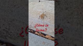 Alguien ha visto alguna vez este bicho en México? #mexico #insectos #oaxaca #hermoso #sierra