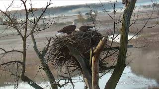 Eagle pair in at Iroquois National Wildlife Refuge Bald Eagle Camera 10/25/2024