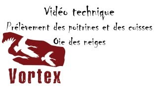 Video technique: Prélever les poitrines et les cuisses (Oie des neiges)