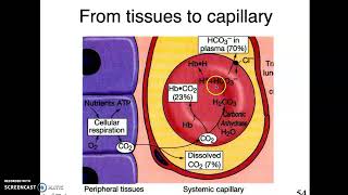 ALH Respiratory Part 4