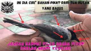 Cara memilih bahan kutilang pikat dari tua hutan