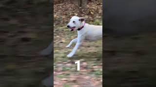 Penny puts the hammer down! #lab #dog #yellowdogfarmllc