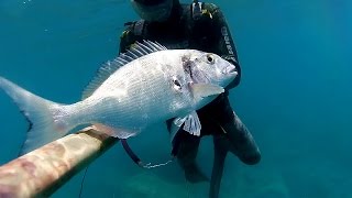 Pesca Sub: "Orata e Cefalo Dorato" - 28/Giugno/2016