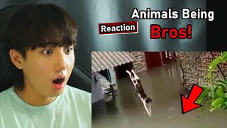 Animals Being Bros! - KOREAN reaction by Brian Lee