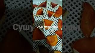 Сушу мухоморы. Продаю.