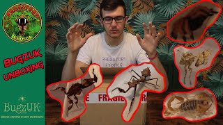 BugzUK Unboxing - £100+ of Mantids, Spiders, Tarantula and Scorpion