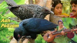 Kuyile Kuyile Pooguyile | Aan Paavam | Ilaiyaraaja | Veena Cover