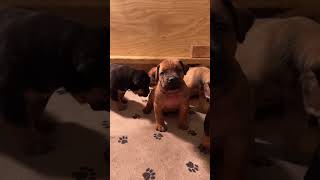 4 week old boerboel puppies