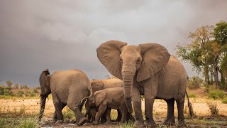 Animals Of africa 4k - Serengeti National Park - African Wildlife Videos