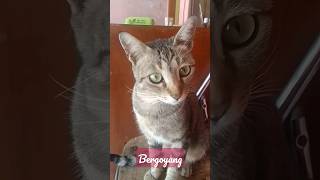 Si Bola Sudah Mulai Mau Bergoyang#kucing#goyangkarawang#liliskarlina