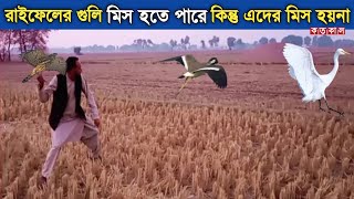 বাজ পাখি দিয়ে পাখি শিকার || Amazing bird Hunting Bangla || kotokal tv