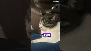 Three things I’ve never seen before in my life #shortvideo #cat #kittycat #kitty #funnycat #cats