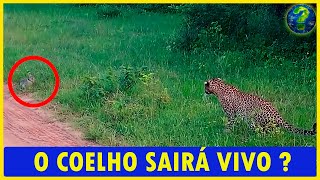 Leopardo ataca e coelho faz uma coisa JAMAIS VISTA ANTES !