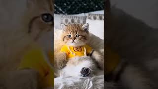 The most funny and beautiful kittens#lovestatus #love #trending #shortsvideo