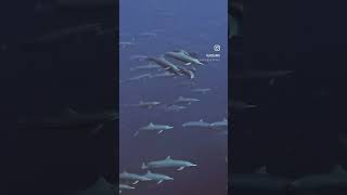 “Like two peas in a pod”… of dolphins #shorts #spearfishing #youtube #dolphins #fyp