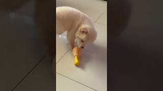 I love this toy 🥰😁 #beah #puppy #doglovers #pets #chowchow #furmom #foryourpage #fyp #fypシ゚viral