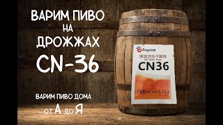 Варим пиво на дрожжах CN-36. Дрожжи Angel СN-36.