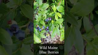 Wild Maine Blueberries