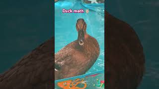 Singing ducks🦆🦆🦆🤘🏼#animallover #cutefarmanimals #ducks #hardmetal #sing #animals