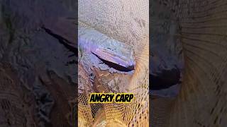 Angry carp! #shorts #carp #fishing #fish