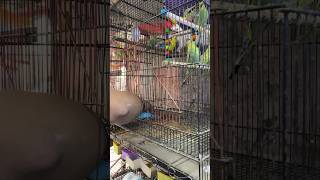 BUYING NEW LOVE BIRDS #shorts #viral #beautiful #birds #lovebirds #amazing #trending #reels #views