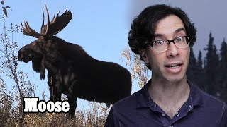 Are Moose Real? Nice? Violent? Friendly? Good Swimmers?