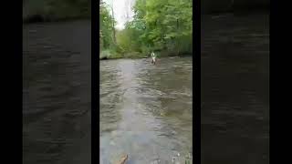 Penns creek 21 inch Big Brown Trout taken on a nymph