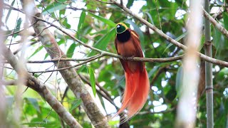 Bird of Paradise on a tree | Raggi or Raggiana Bird Singing