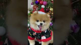 Cute Animals |Funny animals Reaction 2021#684.