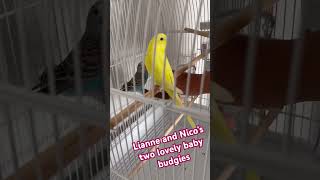 Introducing! Lianne and Nico’s two precious budgies!Meet Sweetie and Coconut!!😍😍