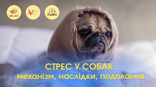 Стрес у собак – механізм, наслідки, подолання