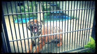 Tigre de Bengala rugindo - Zoo do Rio