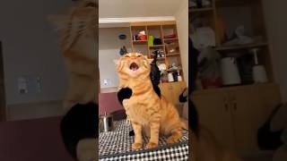 Part 736 _ Funny animals videos from TikTok! Try not to laugh! 😹🐶🤣🔥🤣