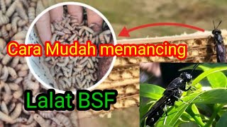 Cara mudah memancing lalat BSF untuk bertelur