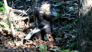 Skunk, Colonel Samuel Smith Park, 06/30/20