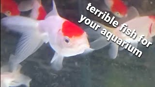 Top 7 terrible fish for community aquarium - worst fish for your community fish tank