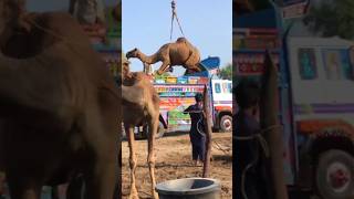 Camels loading #camel #voiceeffects #youtubeshorts #camells #animals #youtubevideos #ytshorts