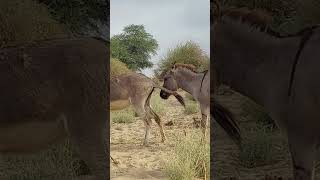 Donkey back #ytshortsvideo #animals #donkey #funnyanimal #funny #donkeyfarm